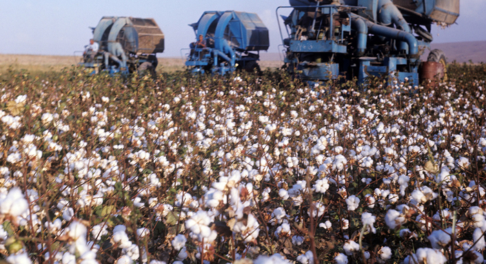 新旧棉交替之际 纺企会遭遇“棉花危机”吗？