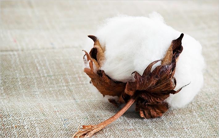 Punjab govt responds to whitefly attack on cotton crop