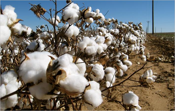 Punjab govt responds to whitefly attack on cotton crop