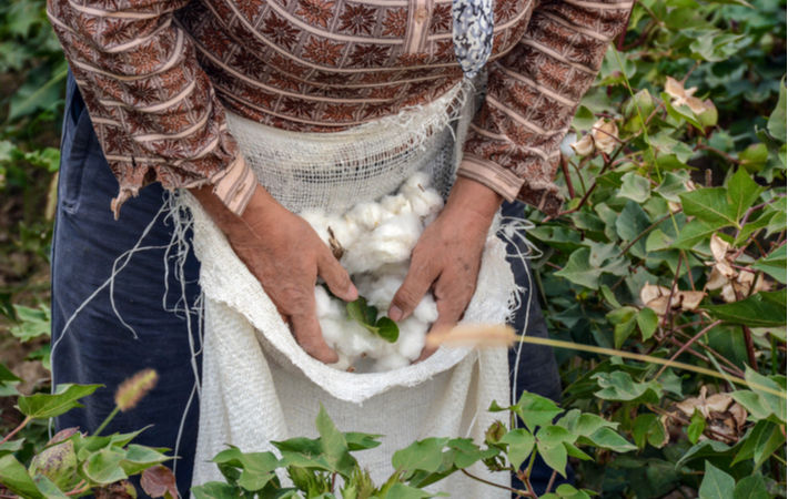 DBS unveils pilot programme in India on organic cotton