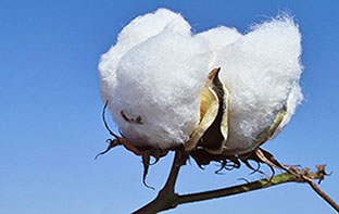 Deakin University has low-cost method for cotton waste
