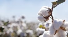 棉花真实需求促使三大市场齐反弹？
